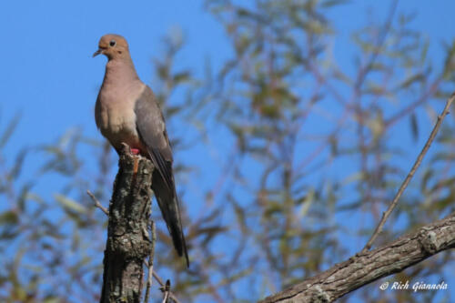 Mourning Dove at rest