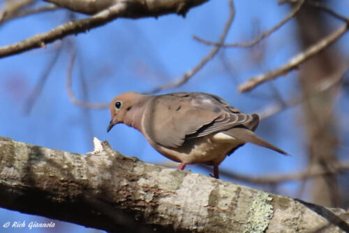 Mourning Dove