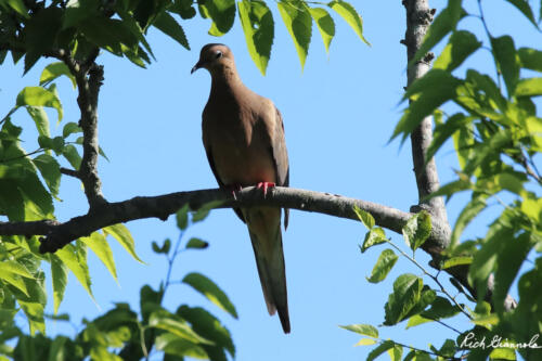 Mourning Dove framed by the leaves