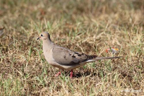 Mourning Dove