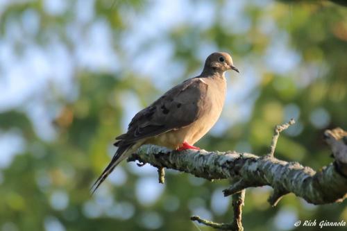 Mourning Dove