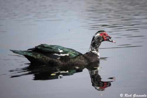 Muscovy Duck