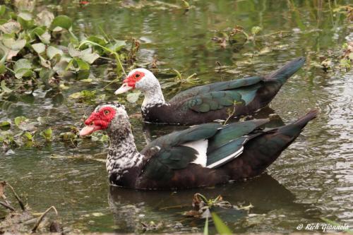 Muscovy Ducks