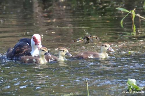 Muscovy Ducks