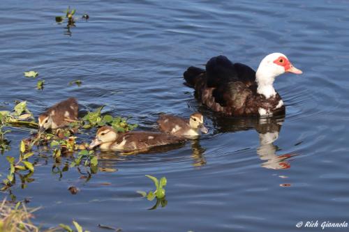 Muscovy Ducks