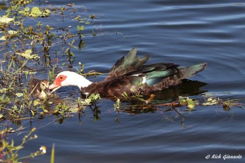 Muscovy Ducks