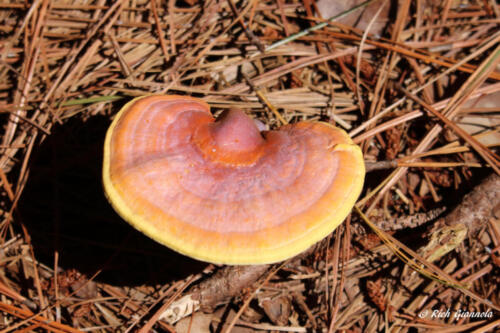 A mushroom at Prime Hook NWR