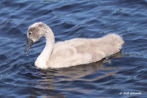 A young Mute Swan (cygnet)