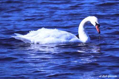 Mute Swan