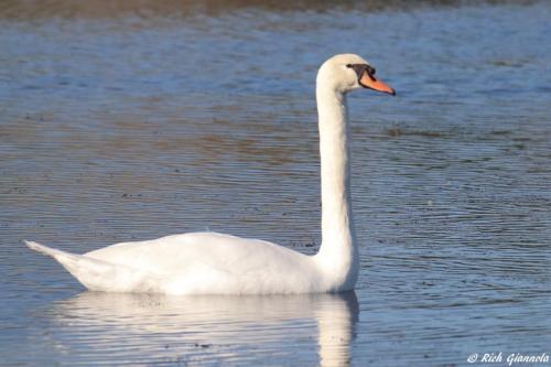 Mute Swan