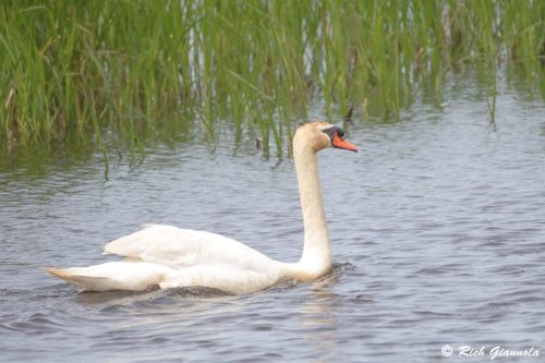 Mute Swan