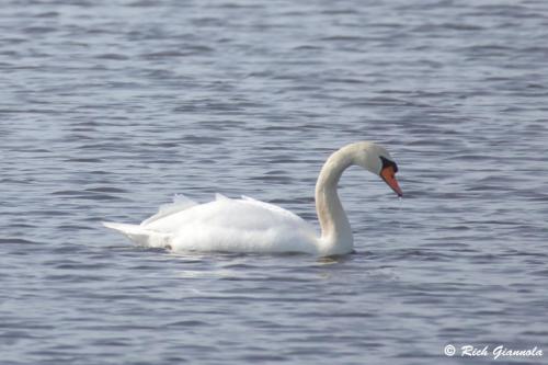 Mute Swan