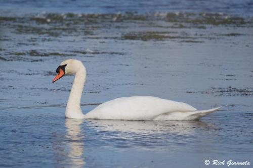 Mute Swan