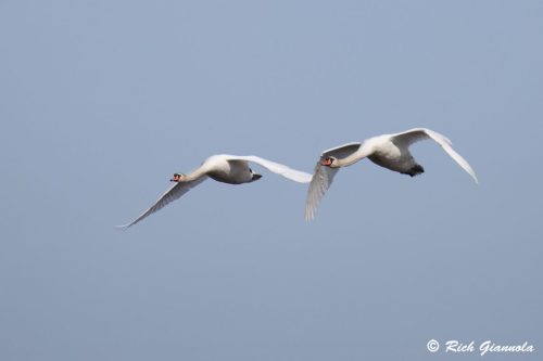 Mute Swans