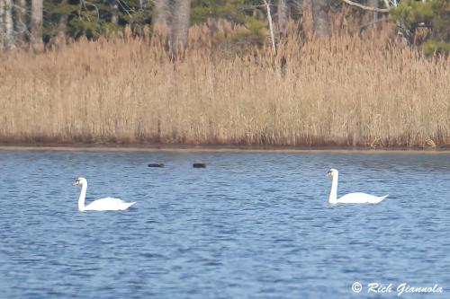 Mute Swans