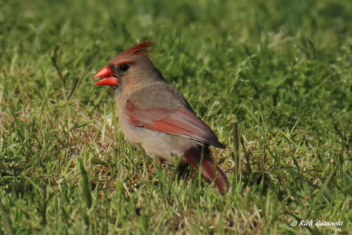 A cooperative Northern Cardinal posing for me