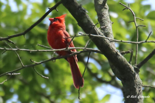 A male Northern Cardinal