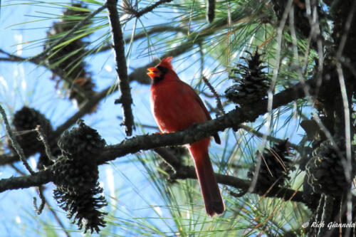 A Northern Cardinal in a pine tree