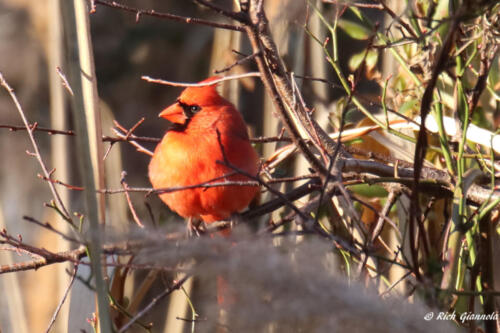 Northern Cardinal