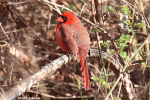 Northern Cardinal