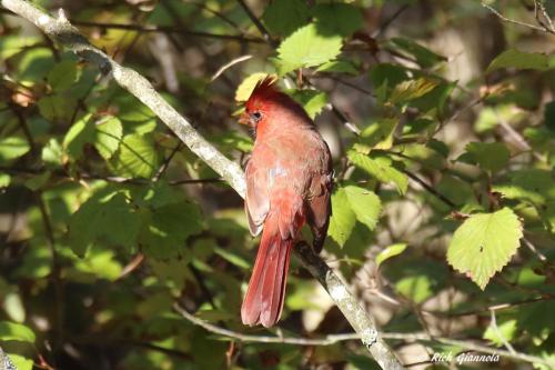 Northern Cardinal