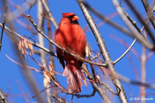 Northern Cardinal