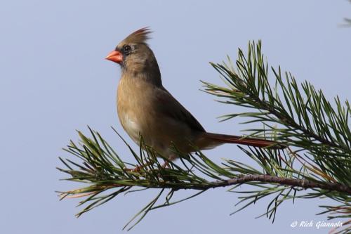 Northern Cardinal