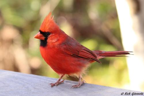 Northern Cardinal