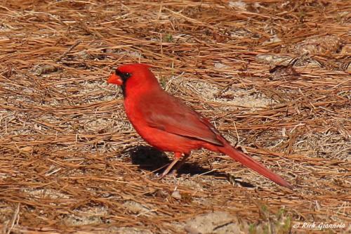 Northern Cardinal