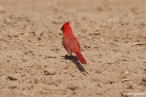 Northern Cardinal