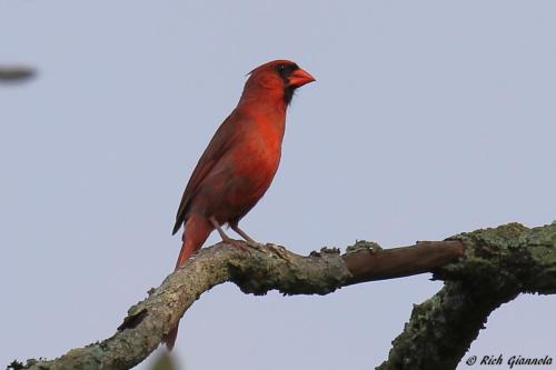 Northern Cardinal