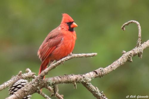 Northern Cardinal