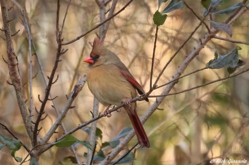 Northern Cardinal