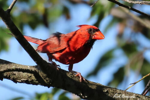 Juvenile Northern Cardinal