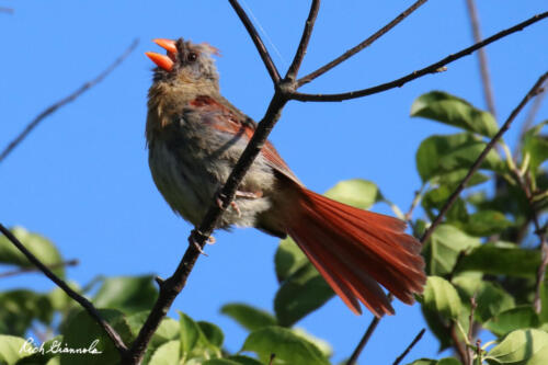 Female Northern Cardinal