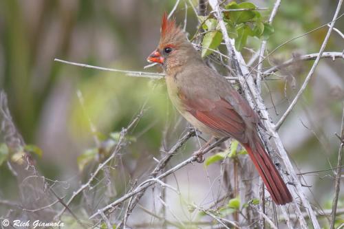 Northern Cardinal