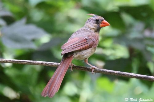 Northern Cardinal