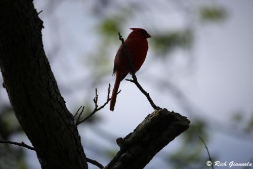 Northern Cardinal