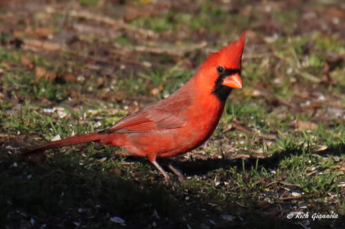 Male Northern Cardinal looking for seeds