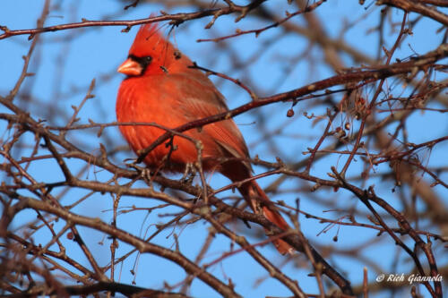 Northern Cardinal behind the twigs