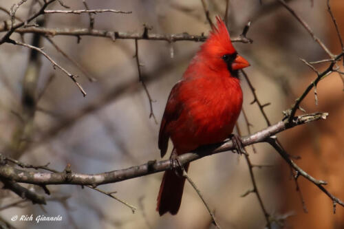 Northern Cardinal perched on a twig