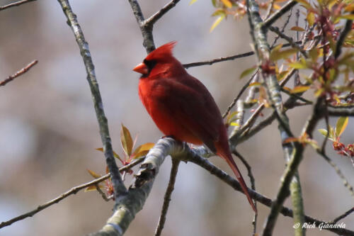 Northern Cardinal surveying the scene