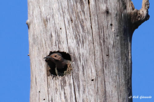 Northern Flicker sizing up a hole