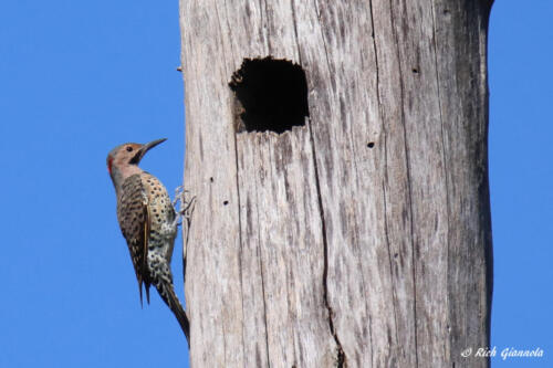 Northern Flicker investigating a hole