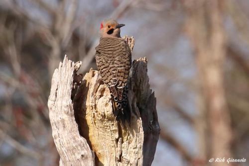 Northern Flicker