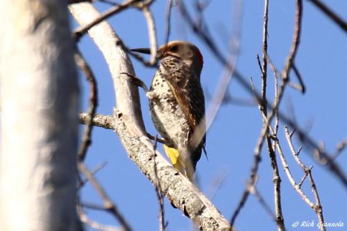 Northern Flicker