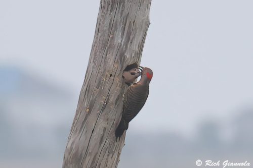 Northern Flicker