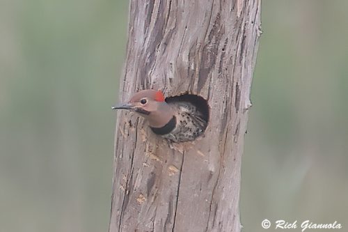 Northern Flicker
