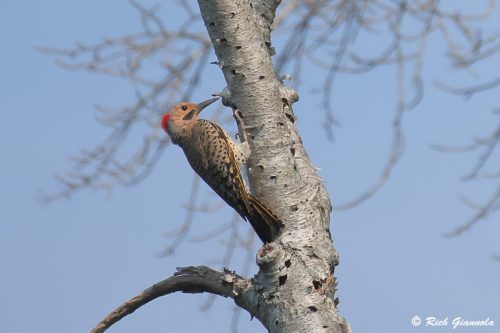 Northern Flicker