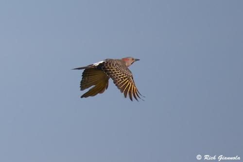 Northern Flicker